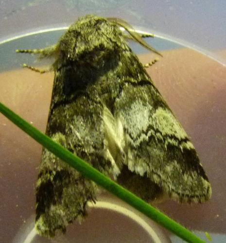 Drymonia querna